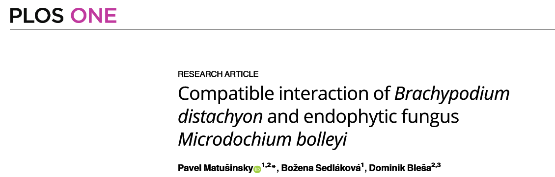 Compatible interaction of Brachypodium distachyon and endophytic fungus Microdochium bolleyi